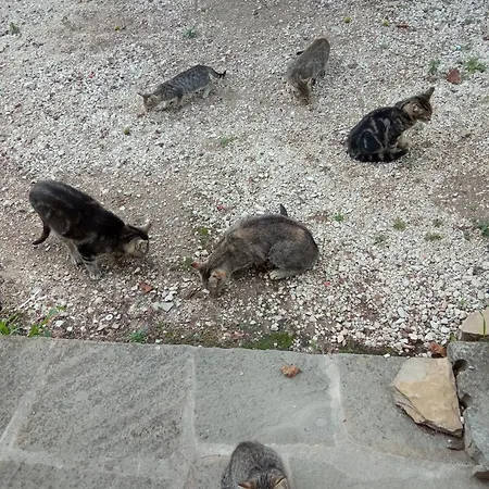 La Caciaia Di Bulcianella Lägenhet Pieve Santo Stefano
