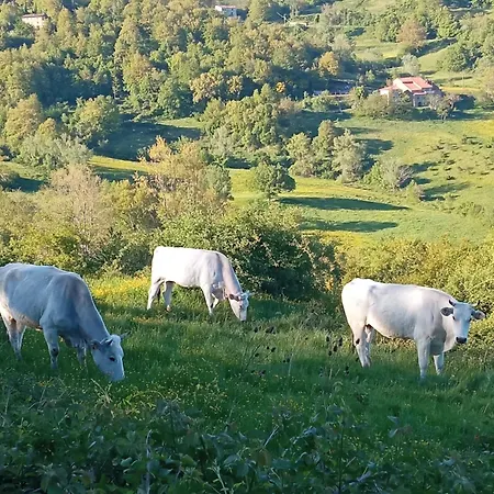 La Caciaia Di Bulcianella بييفي سانتو ستيفانو