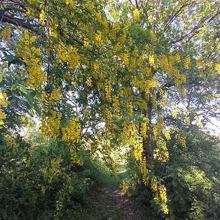 La Caciaia Di Bulcianella